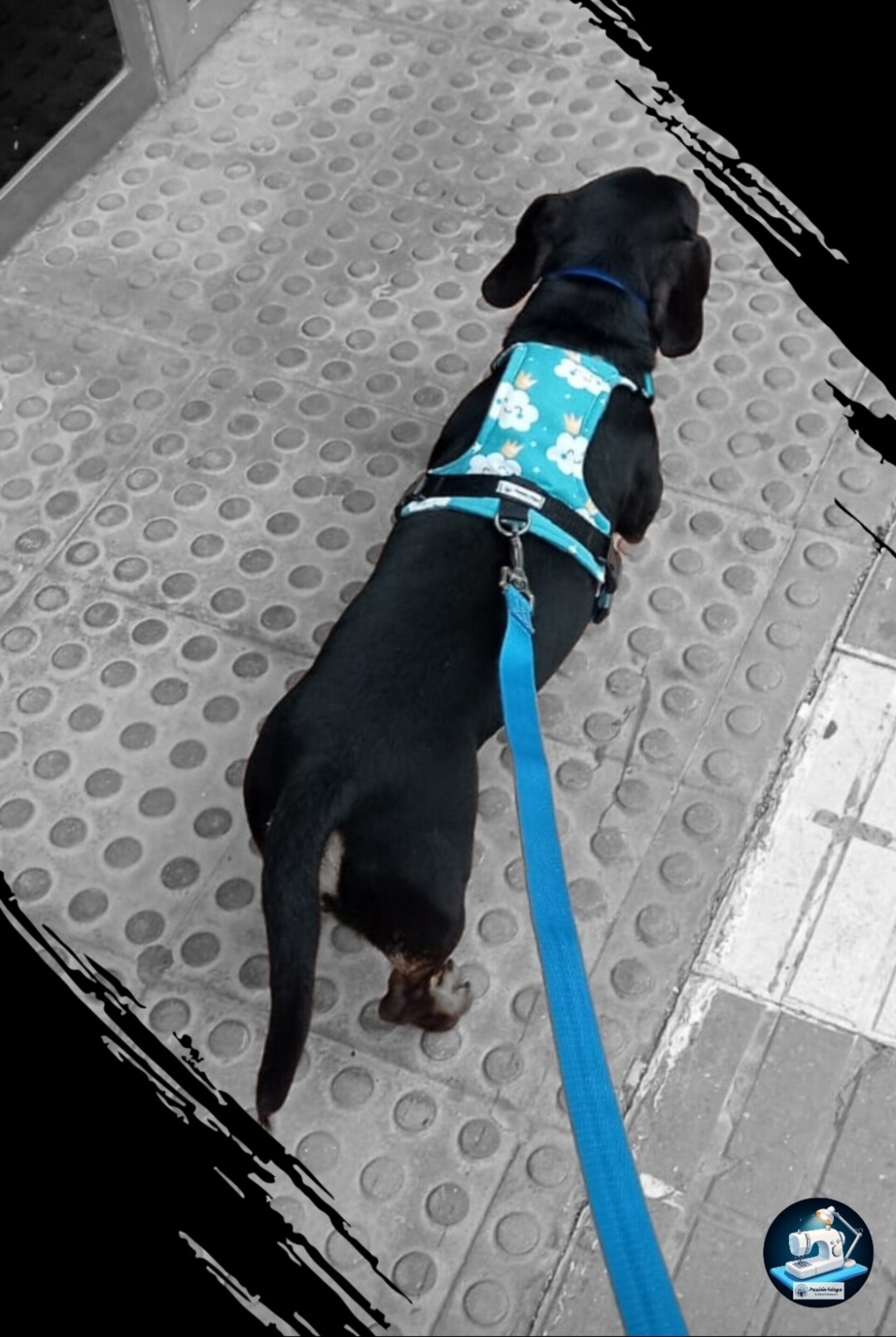 Arnés de paseo - 2